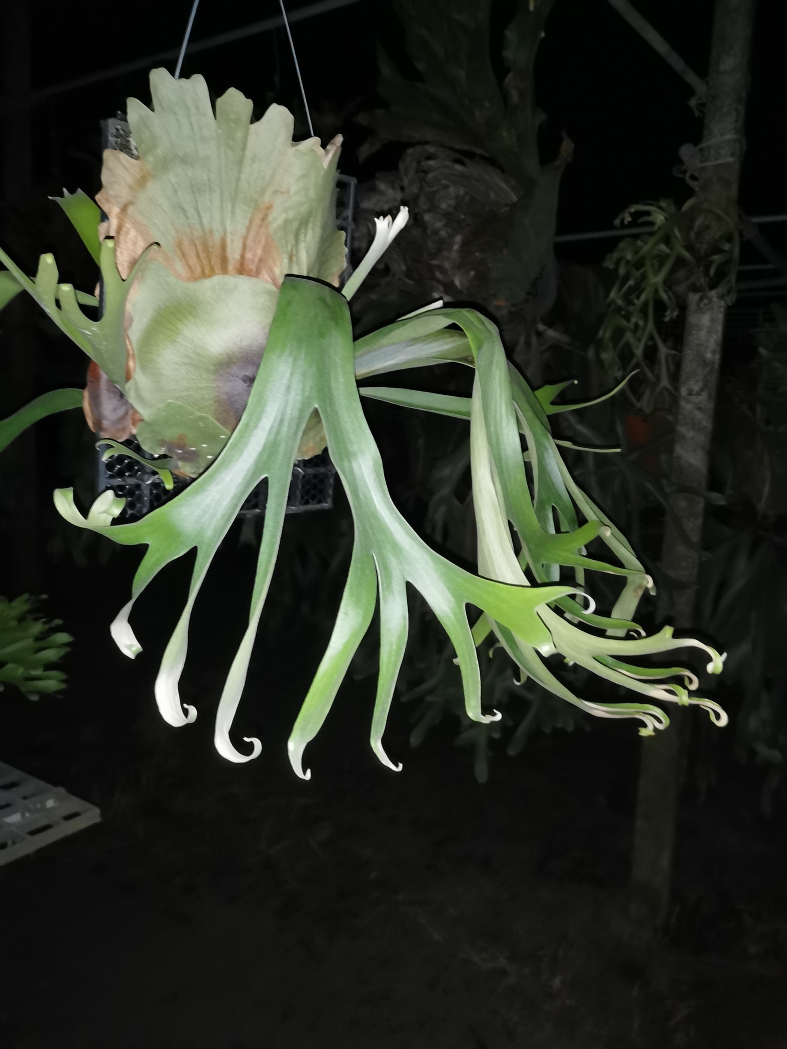 Show*Platycerium Infinity hybrid from P.Hillii