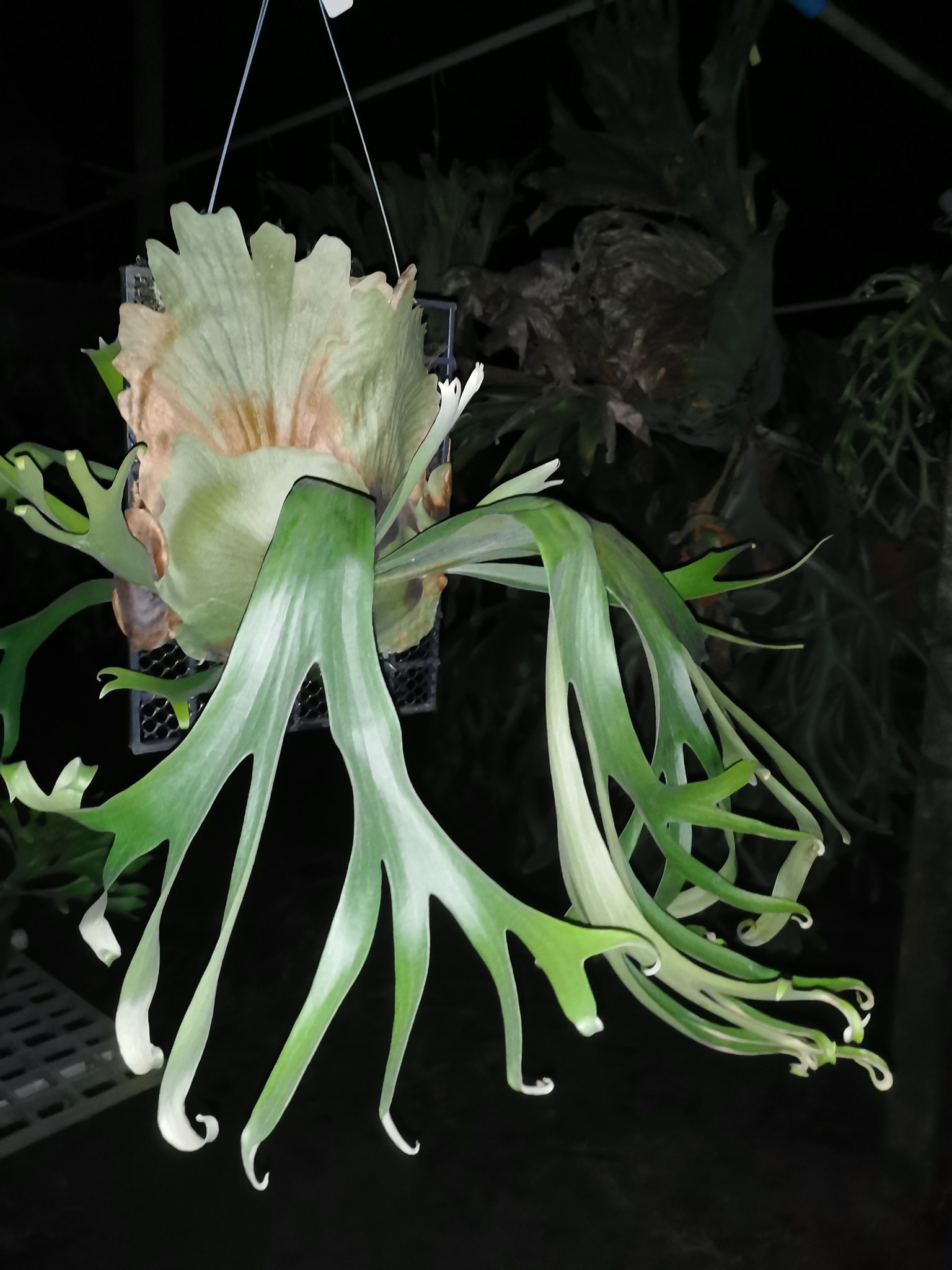 Show*Platycerium Infinity hybrid from P.Hillii