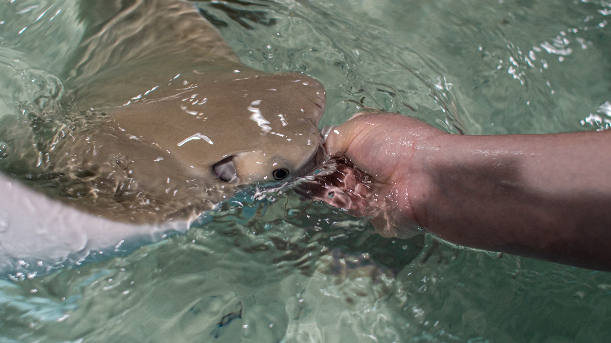 blue-zoo-rogers-the-cownose-ray-is-a-friendly-curious-facebook