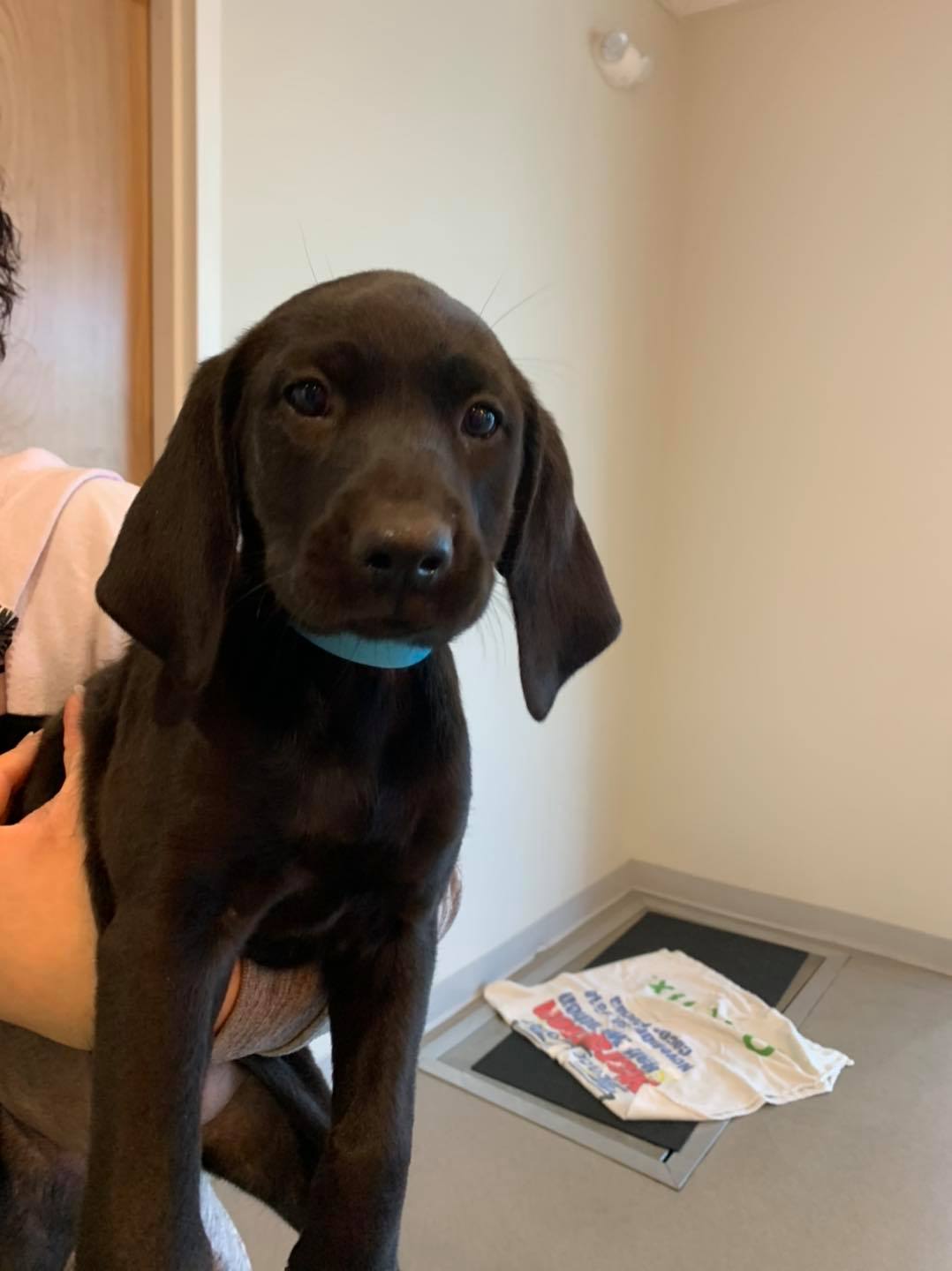 We ARE having our adoption event... - Florida Pointer Rescue