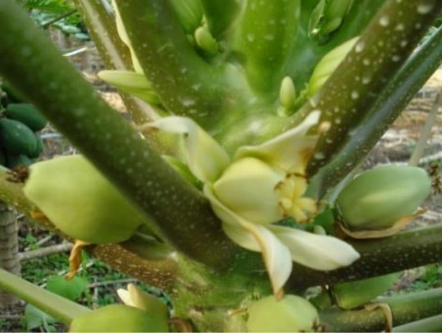 Starfruit - The taste of the tropics, just when you need it ...