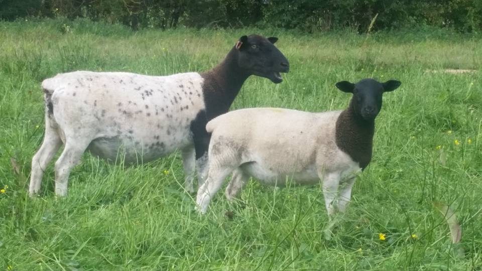 Jacob's Flock Ltd | Royston