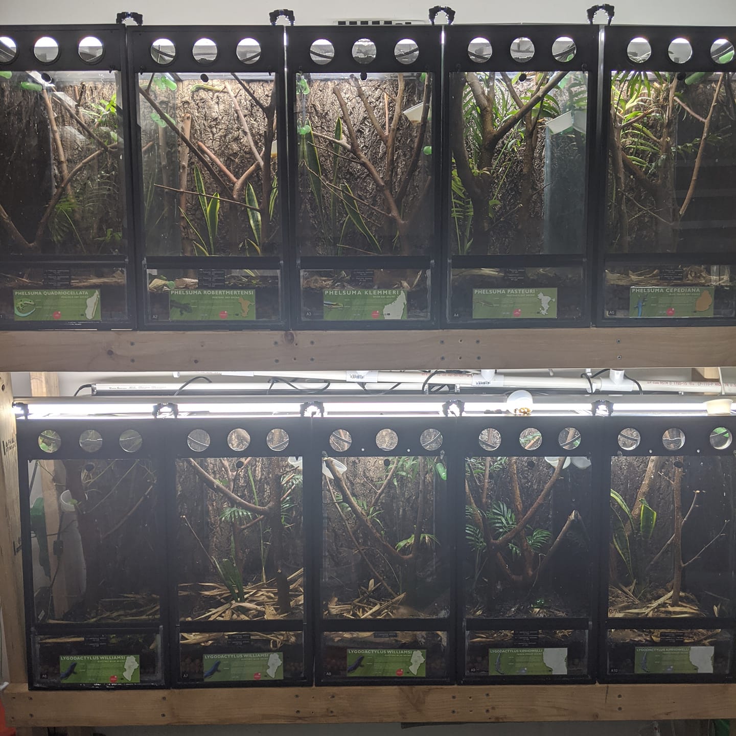 The adult Day Gecko rack is officially... - Fun Size Reptiles
