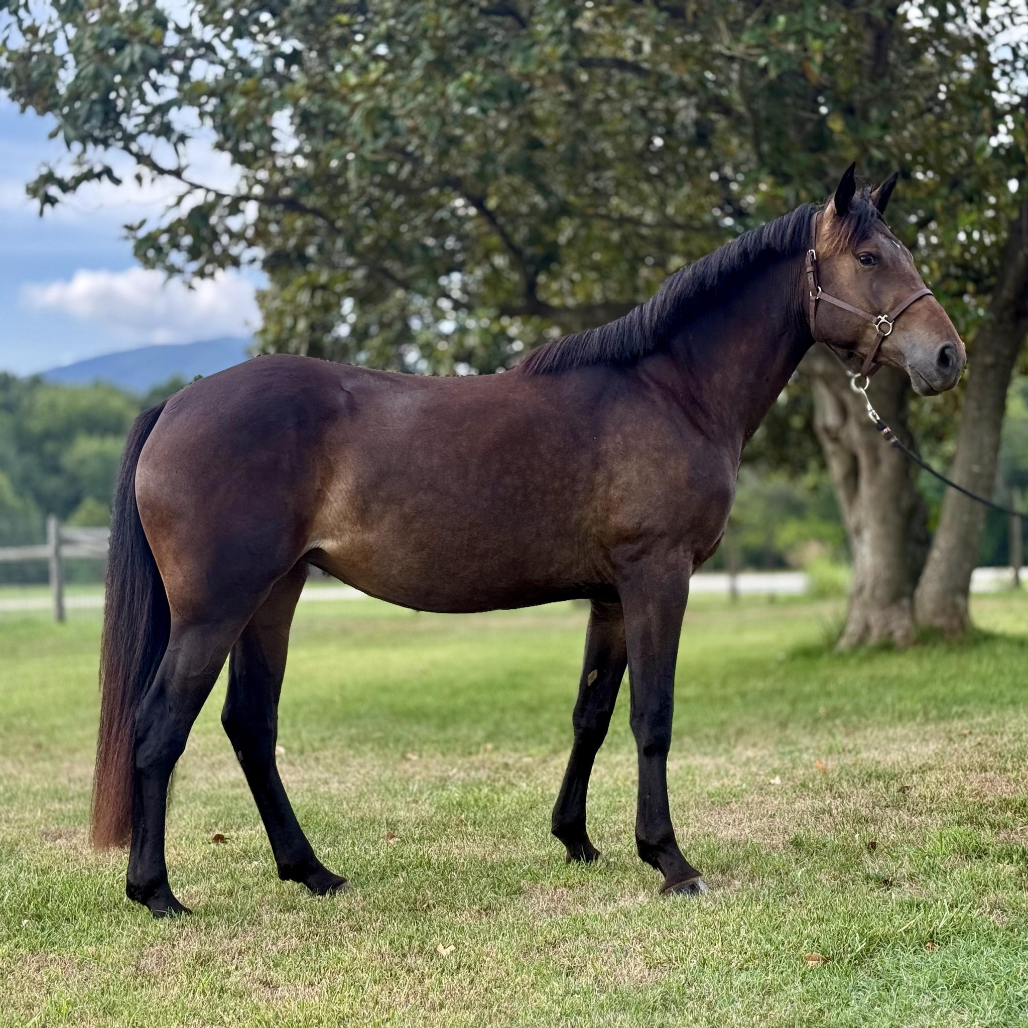 Taproot Stud - Listing our stunning yearling gelding.... | Facebook