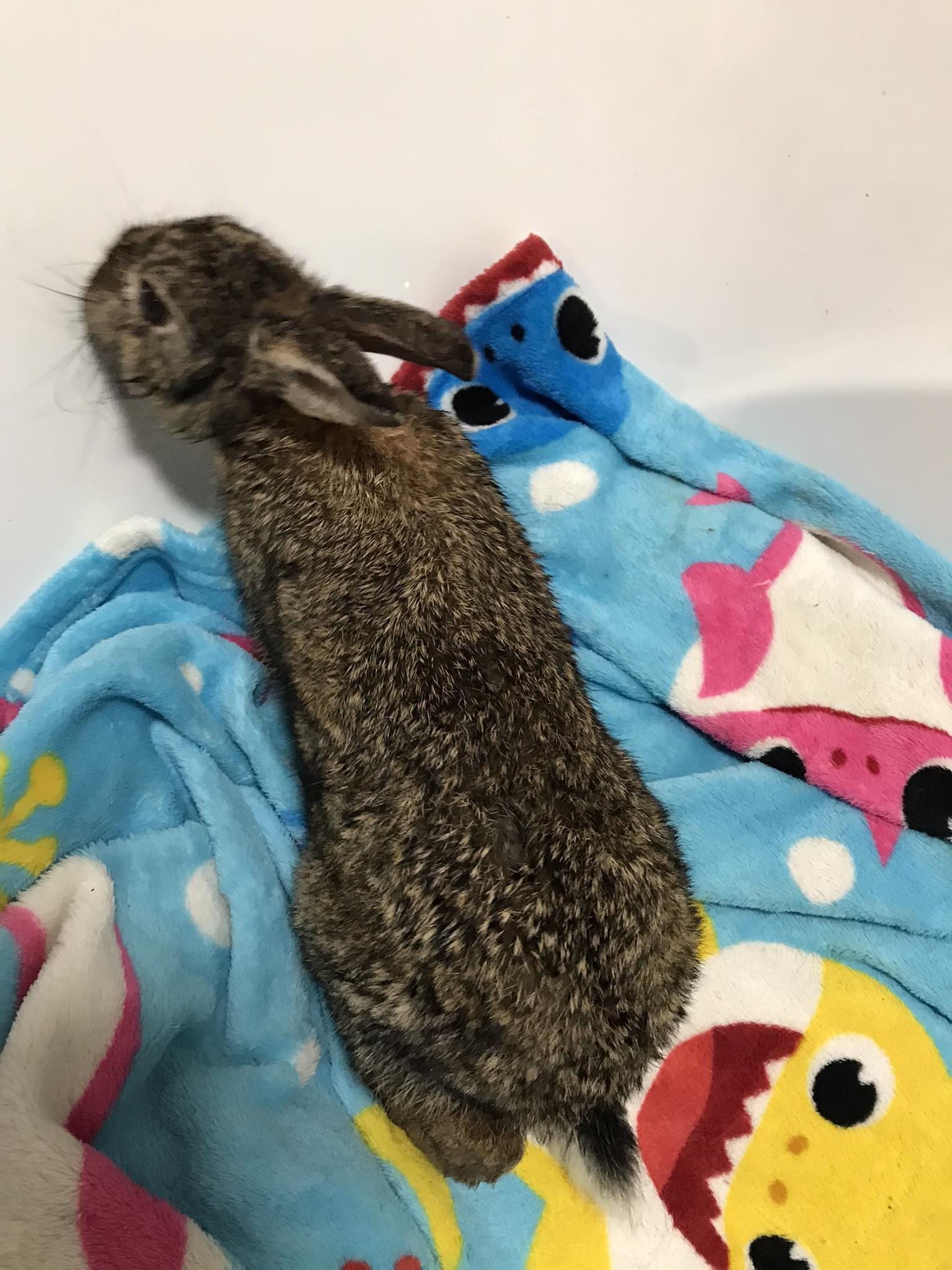 Pet Rabbit Lovers | Rescued this little guy tonight, I’m assuming he’s ...