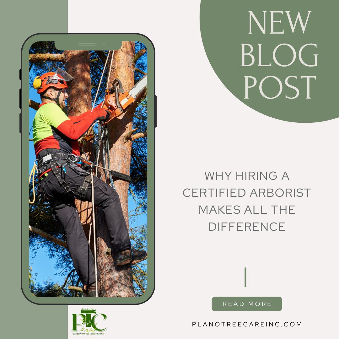 🌳 Why does hiring a certified... - Plano Tree Care Inc | Facebook