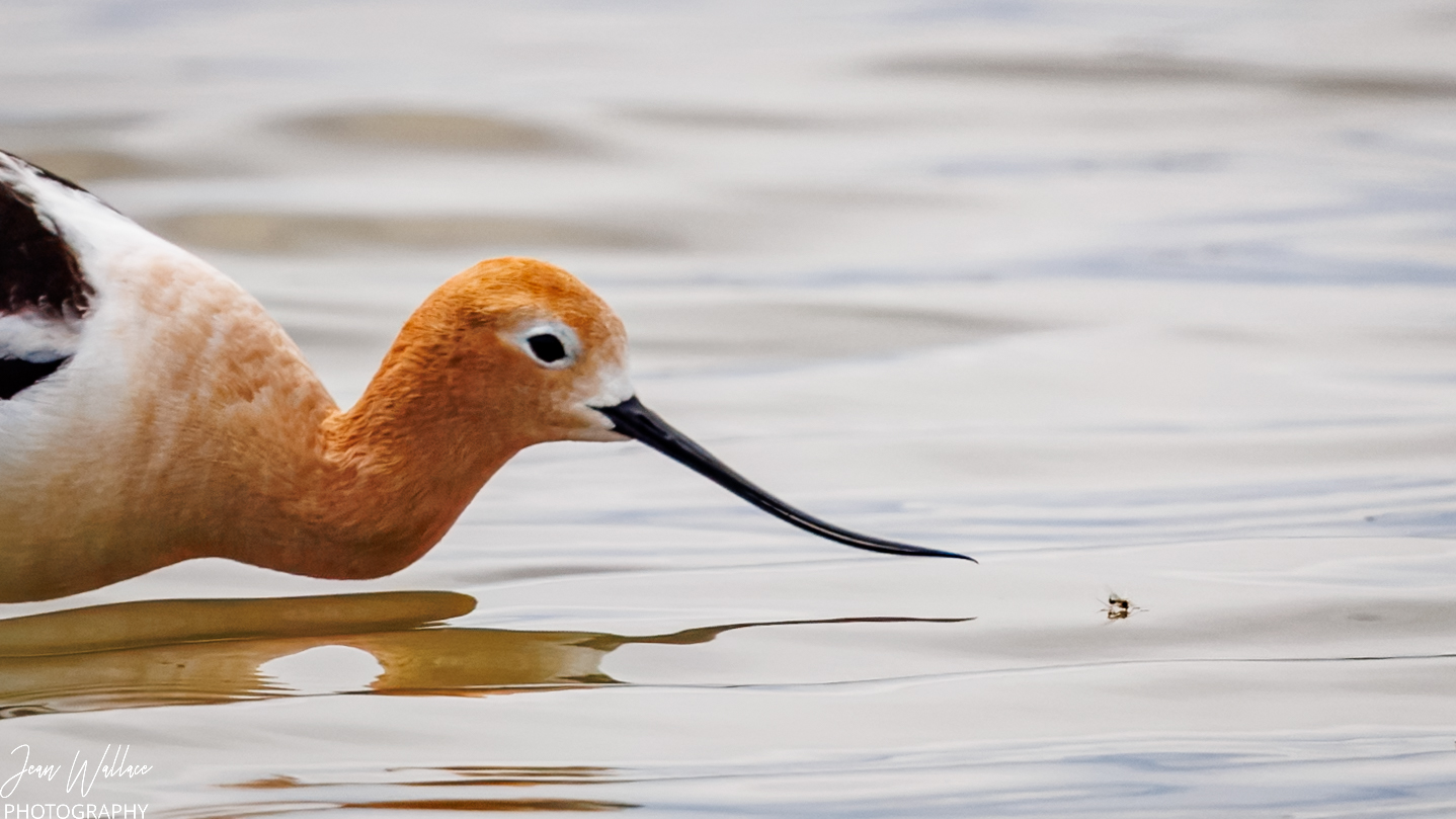 American Avocet on a mission Weed Lake 2026