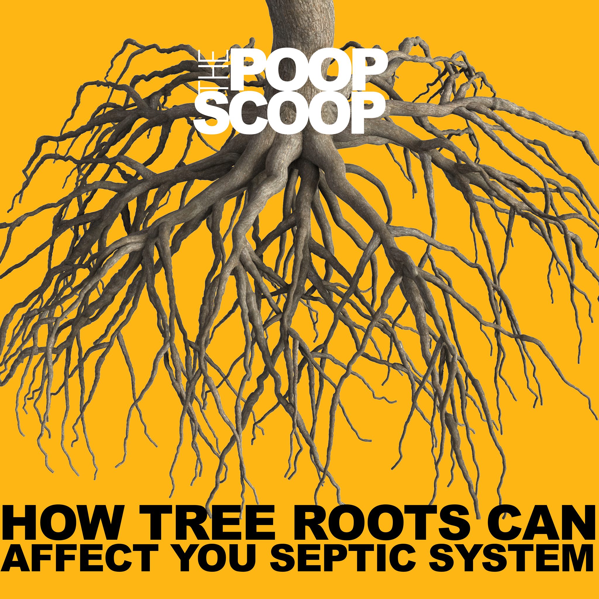 #PoopScoop Tree roots search for... - Brabant Construction