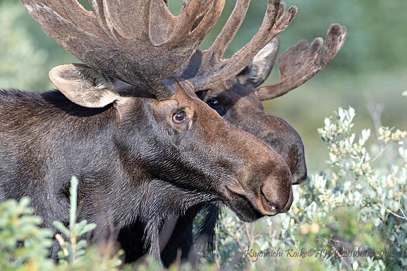 Moose ヘラジカ Alces alces shirasi Copyright #HJPI320100002902