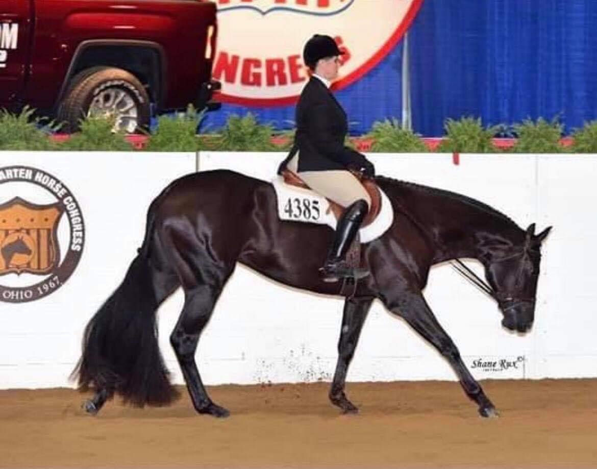 Mark Harrell Equine... - Mark Harrell Equine Marketing