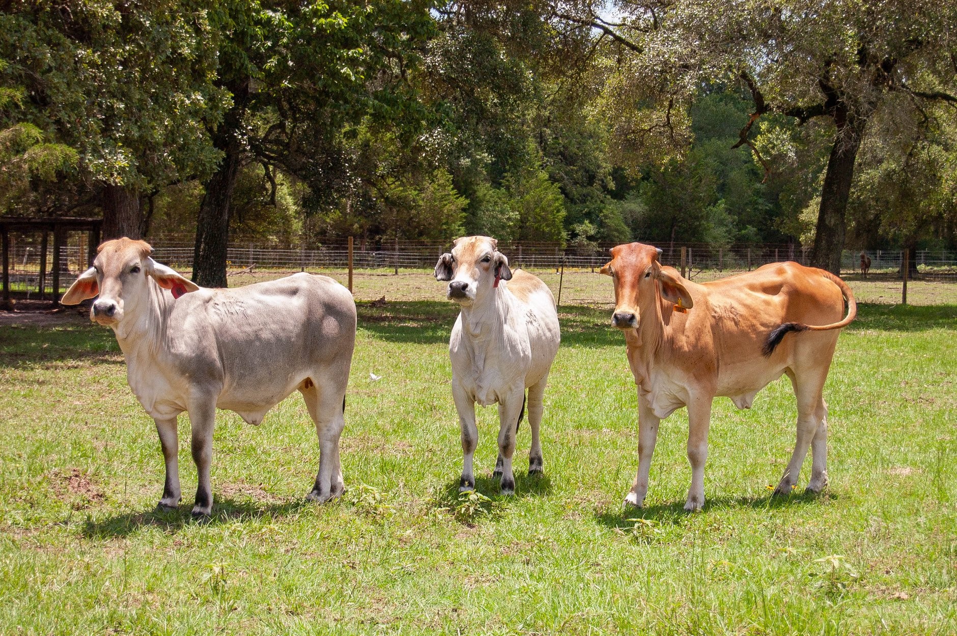Money More Money Cattle Co.