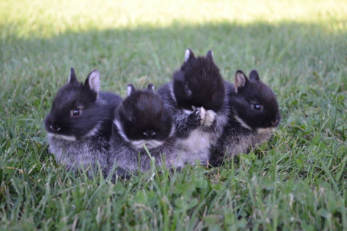 Clover Fields Rabbitry | Rockford MI