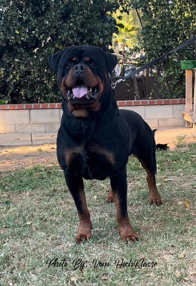 Rottweiler Stud Service