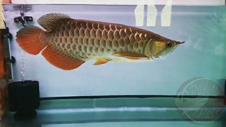Arowana Pets Highback Red Tail Golden Hbrtg Another Facebook