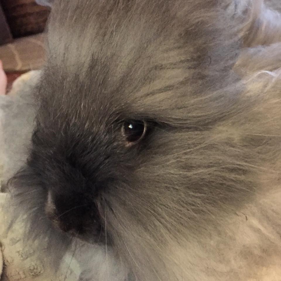 Pure Angora Knits