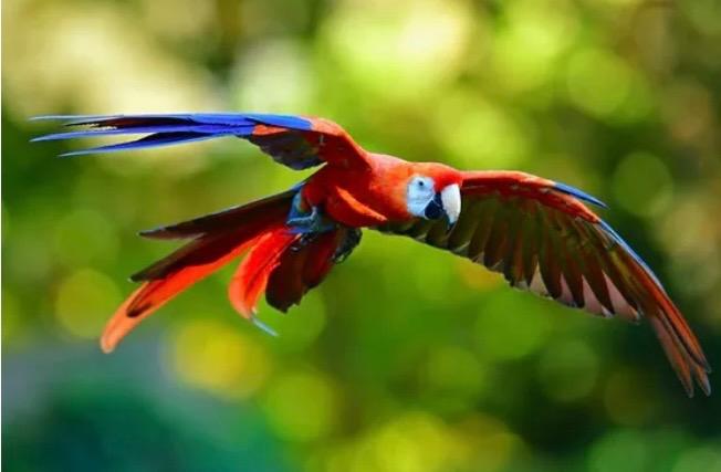 Consider joining us in Costa Rica for a Wellness Retreat in January ...