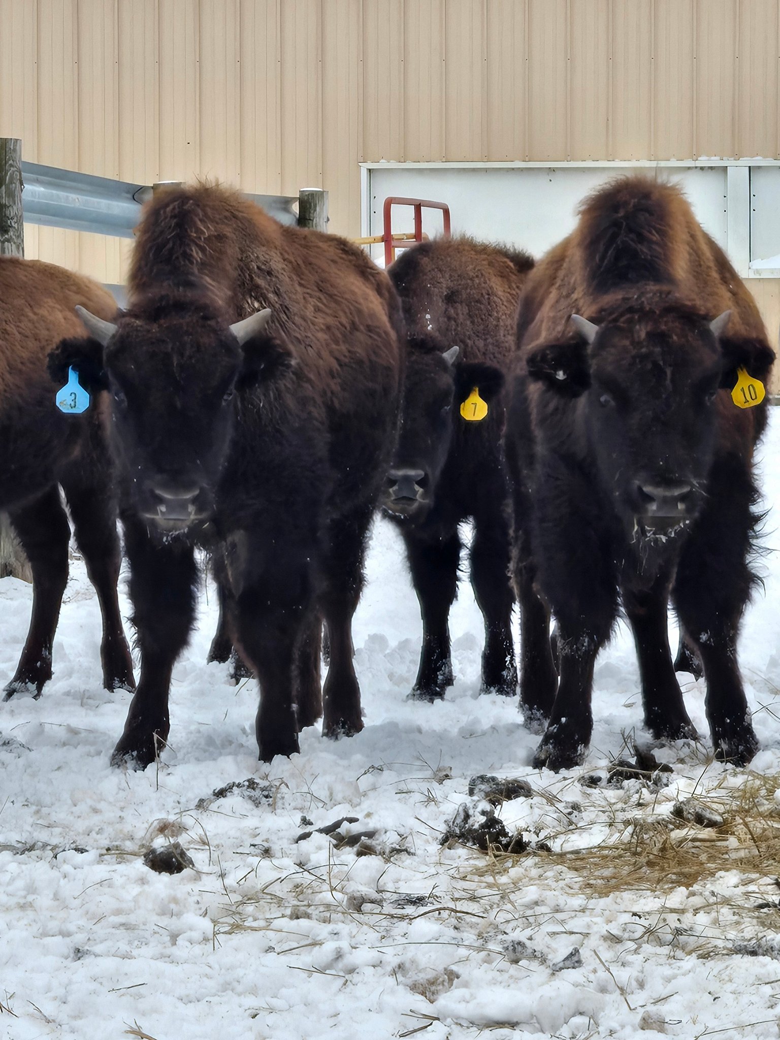 Timber - Got some WIDE built heifers in the 2025 calves. | Facebook