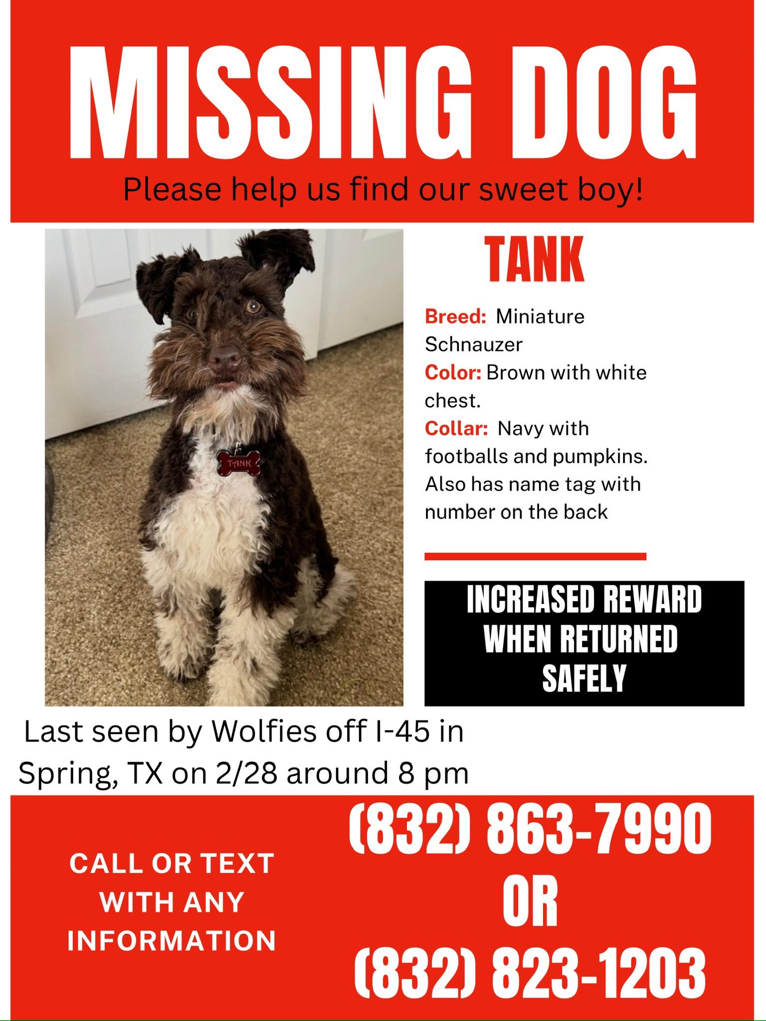 Missing brown and white miniature schnauzer Tank in Spring, TX