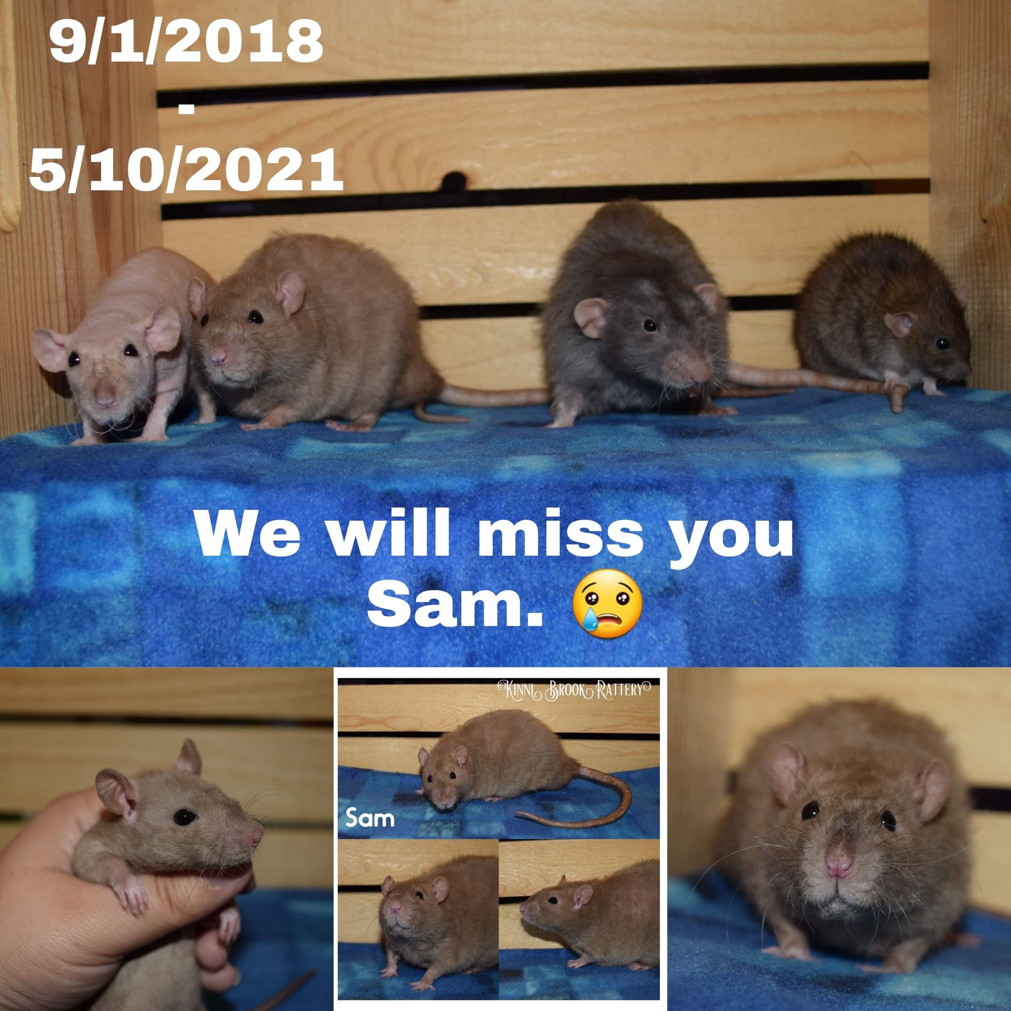Our Quad squad is reunited. :( Sam... - Kinni Brook Rattery | Facebook