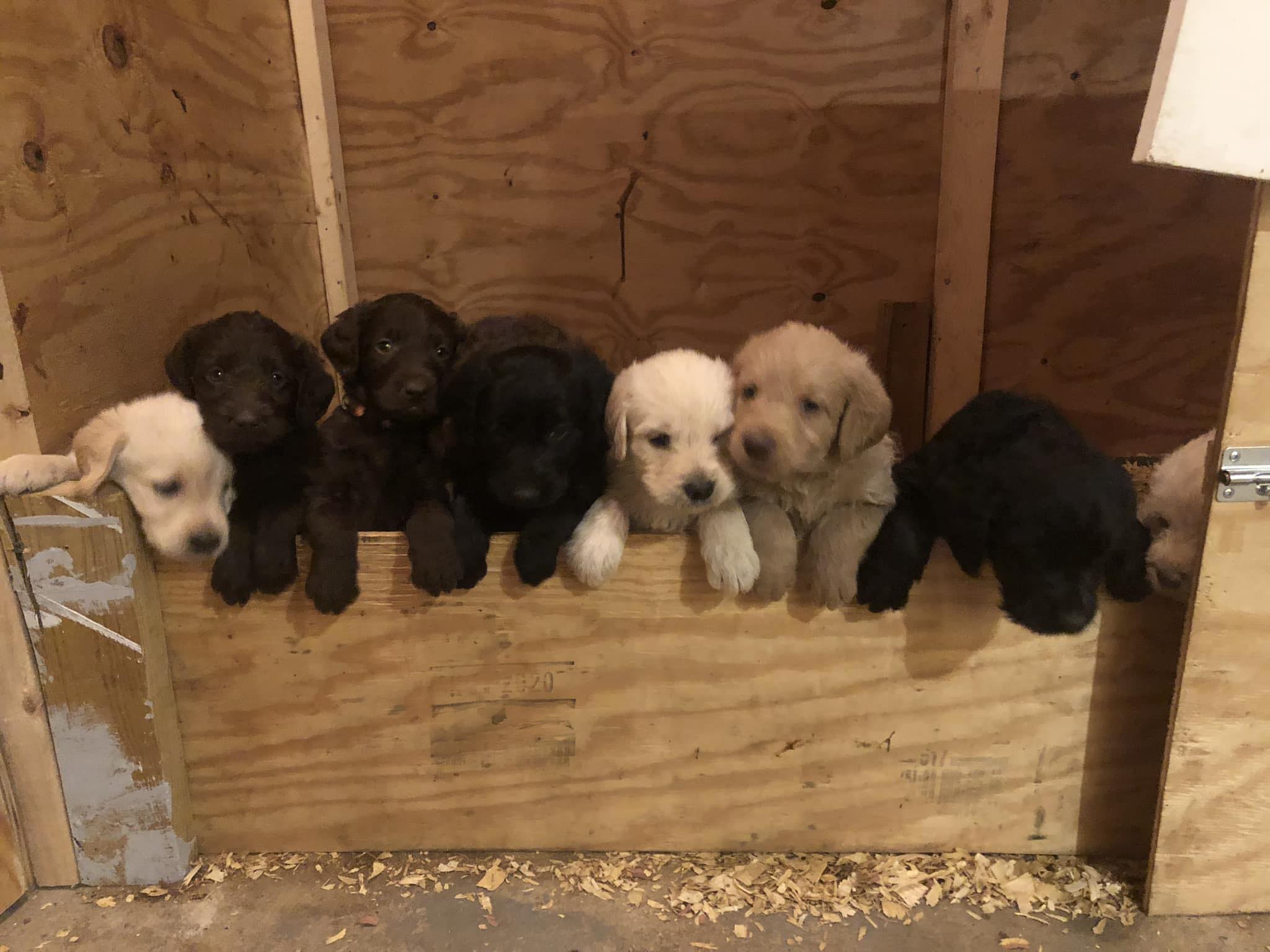Woods Farm Labrador Retrievers