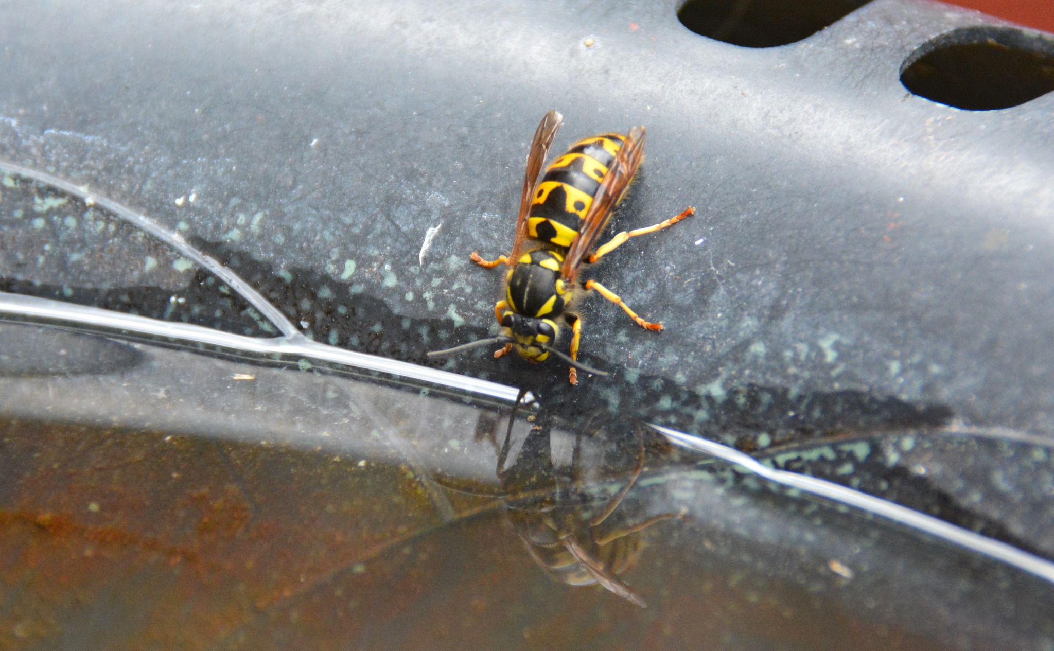 lancaster wildlife and nature group | Even the insects need water in ...