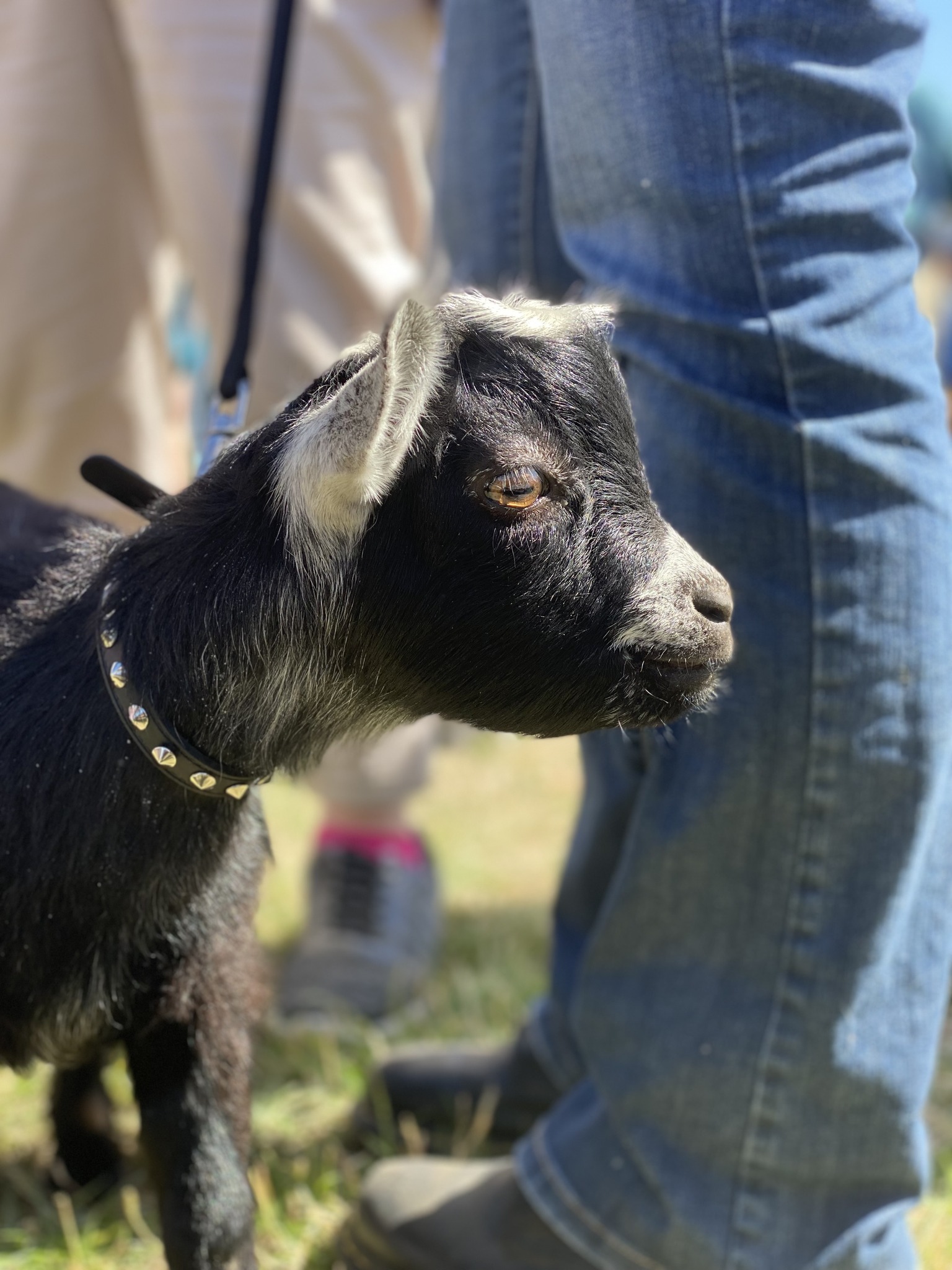 GoatFest - GoatFest 2026 is made possible with a lot of effort from a ...