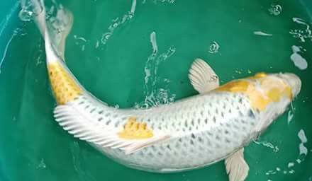 Cebu Aquatic Fish & Accessories Palit og Balegya | Facebook