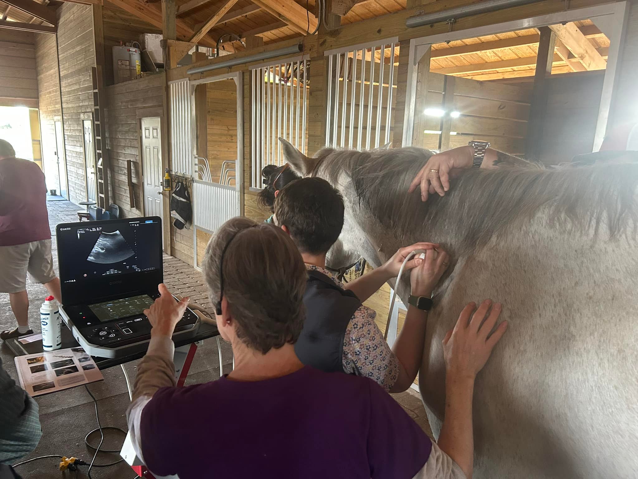 Connecticut Equine Clinic | Amston CT