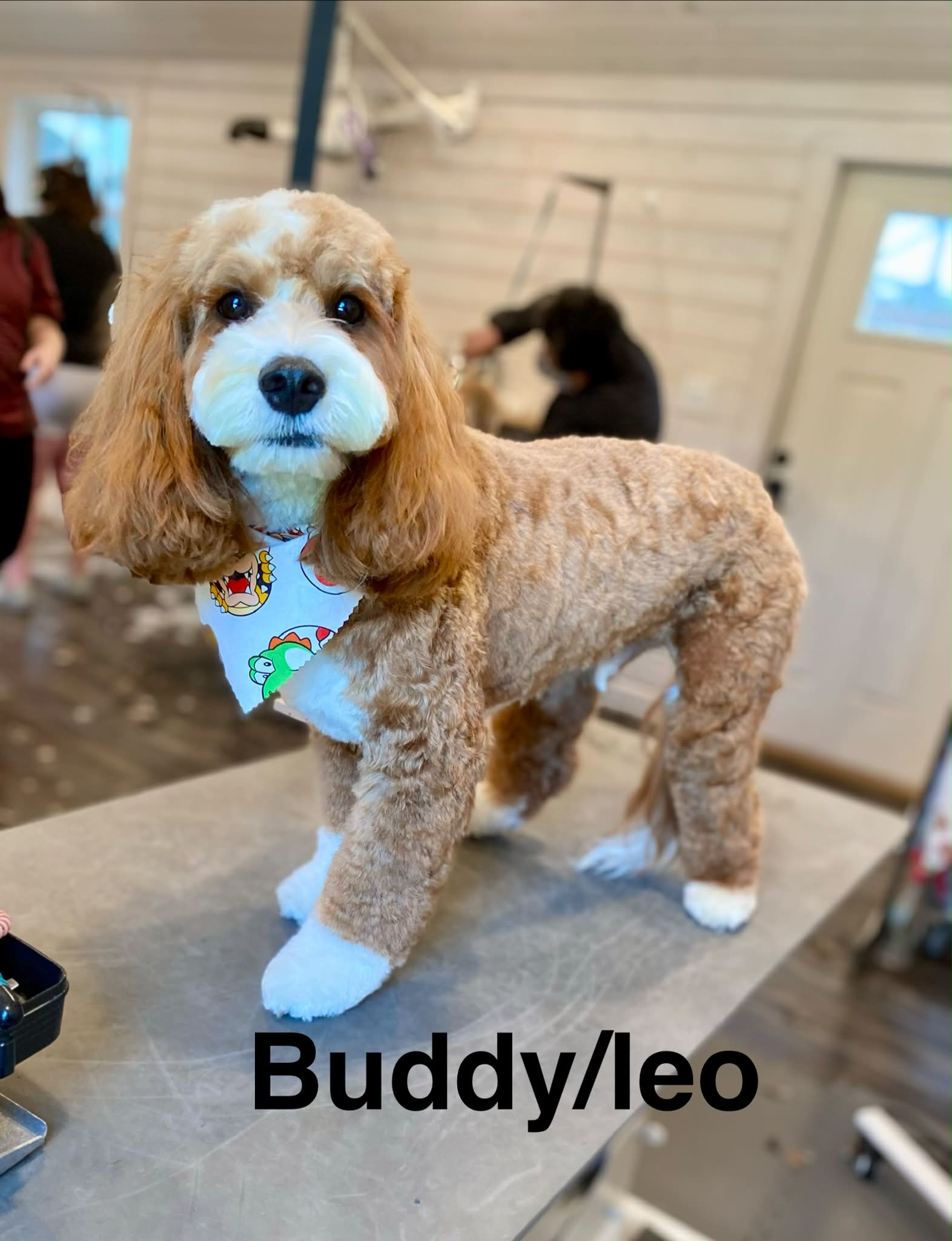 Buddy/le