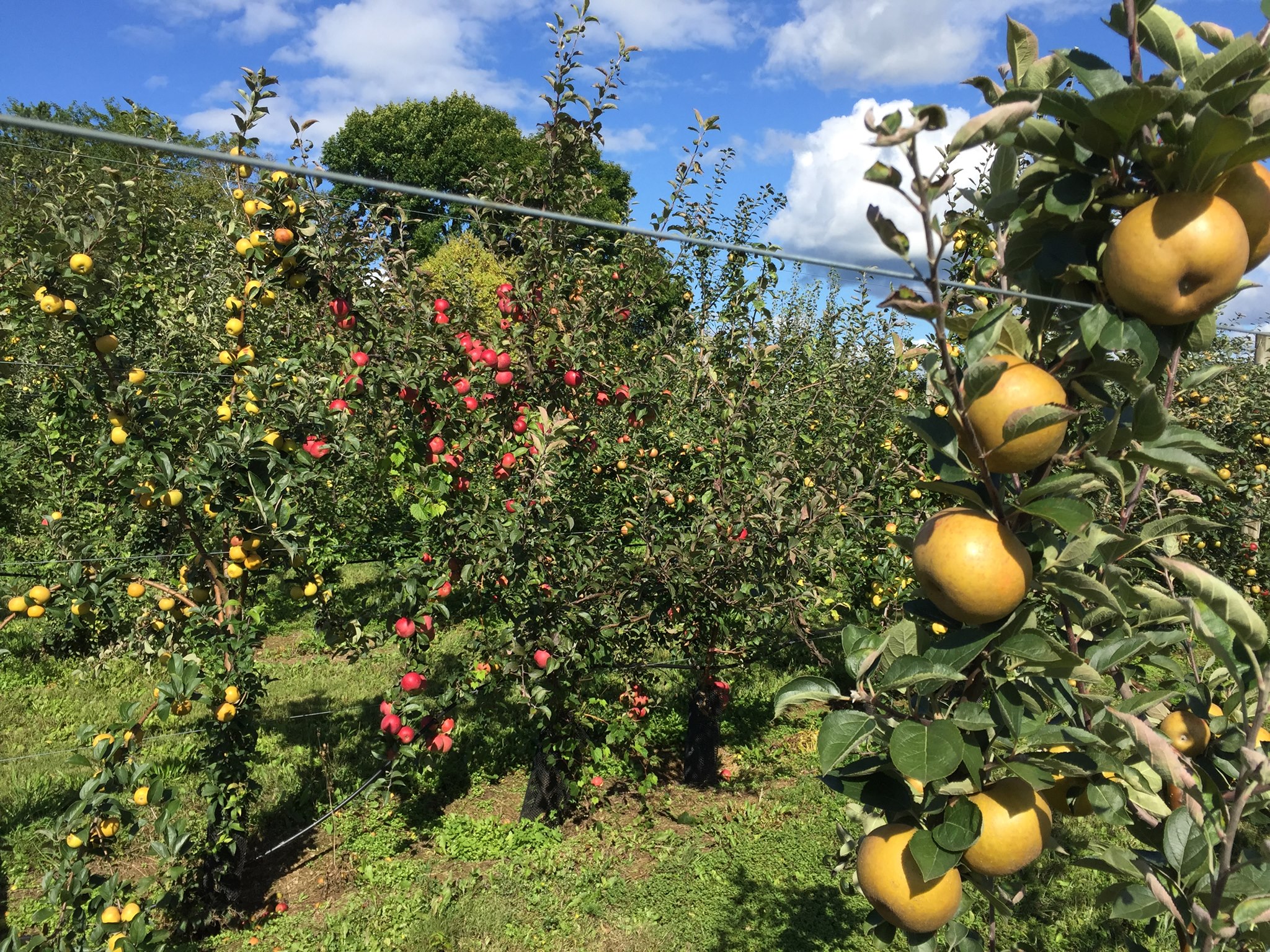 It is with great... - Blue Ridge Apple Growers Association | Facebook