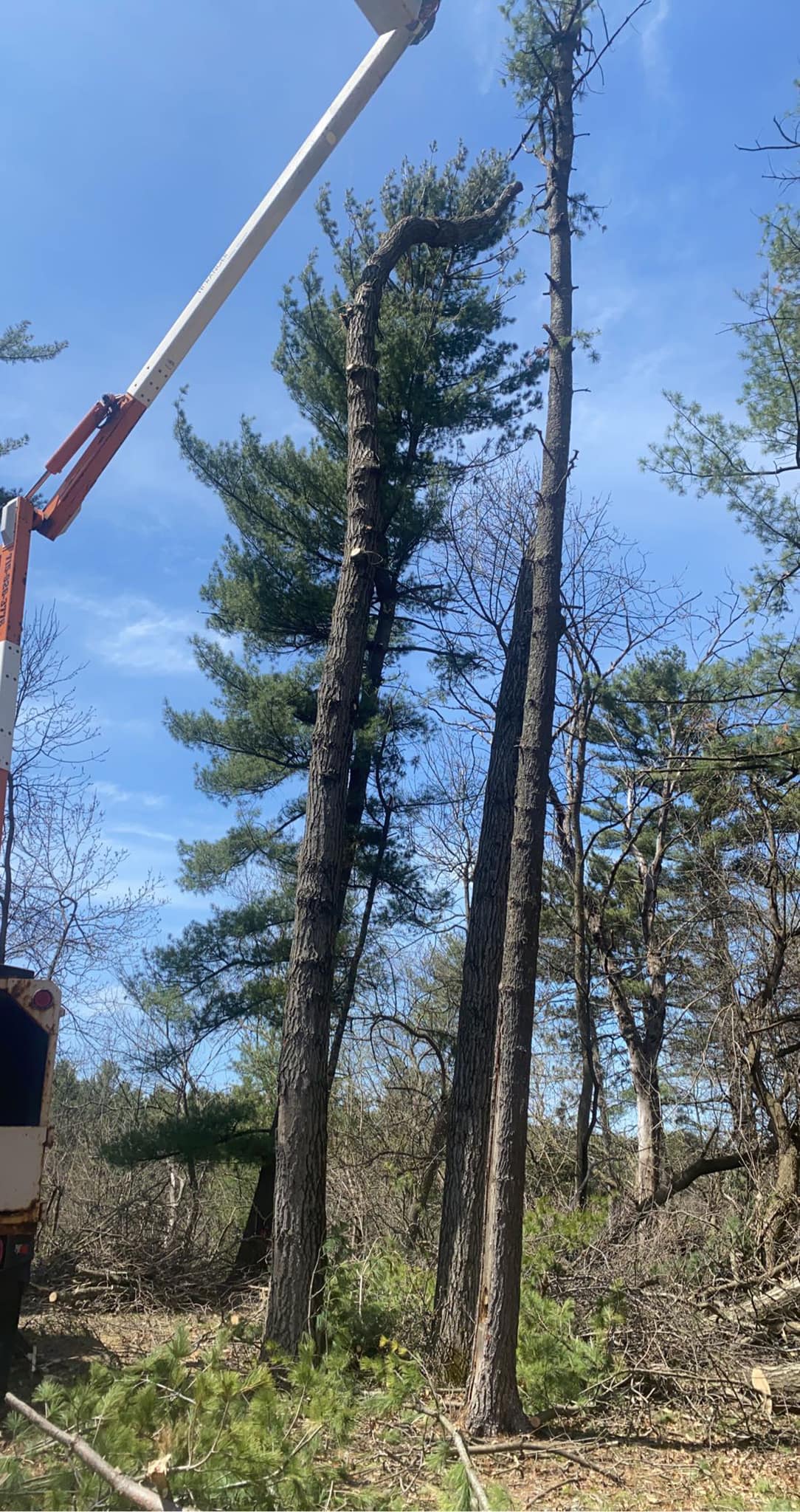 Whispering Pine Tree Service | Menomonie WI