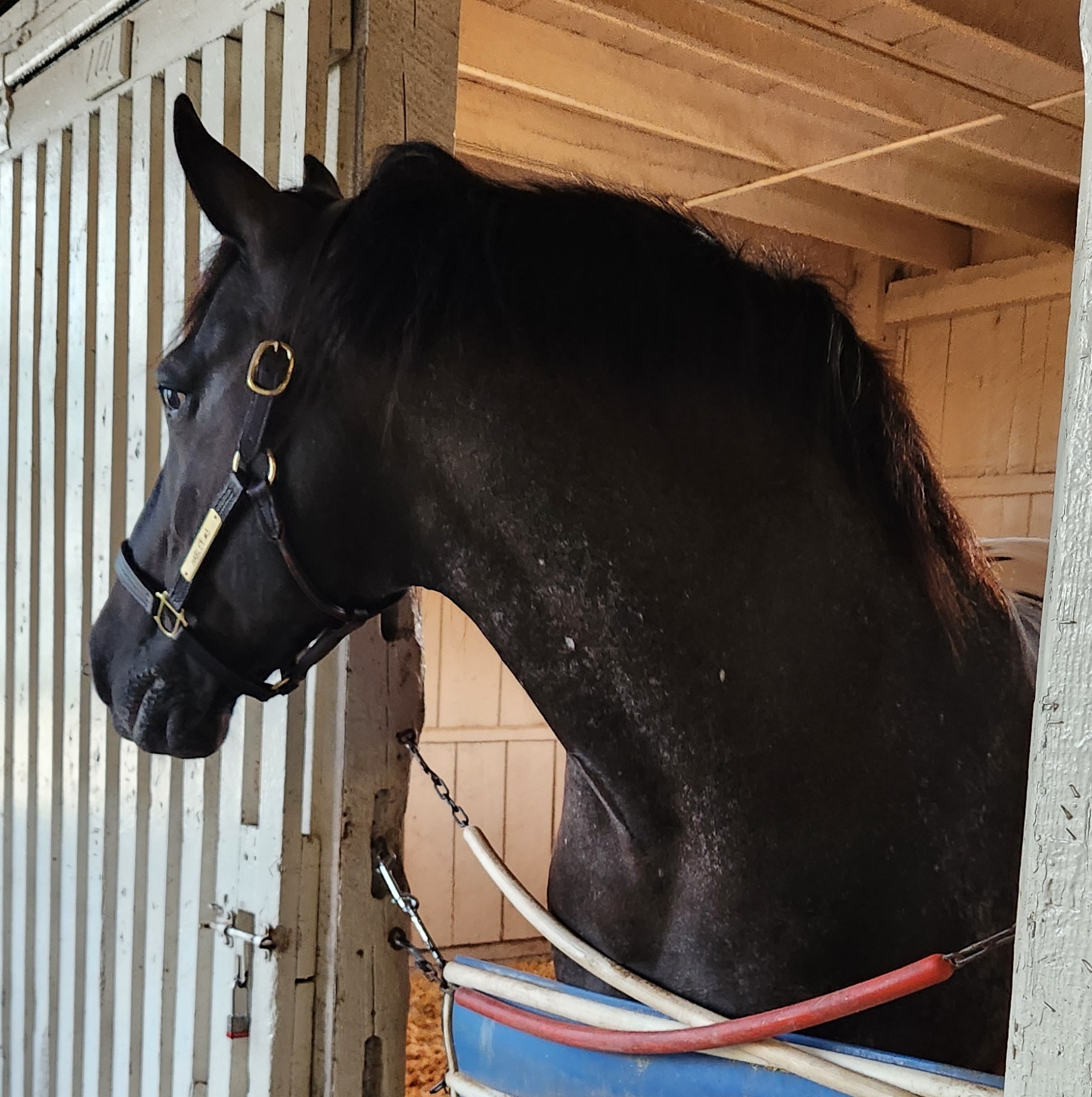 American - Good morning, #Breyerfest2025 from Harley (and Rip)! These ...