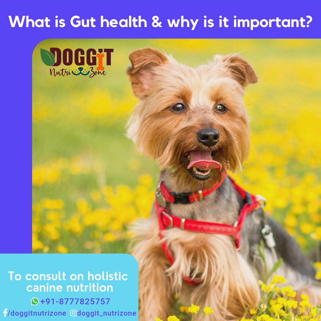 Doggit - 🔹What is GI tract? The gastrointestinal(GI) tract, is the ...