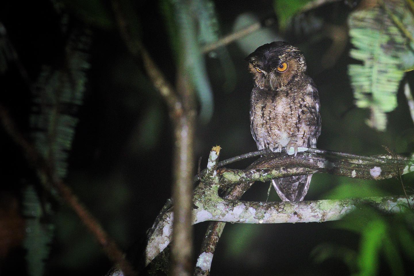 The orange-eyed Rajah Scops... - Ornis Birding Expeditions