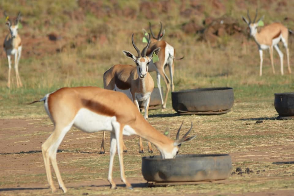 MEGA SPRINGBUCK - GOEIE EN SLEGTE NUUS! 
