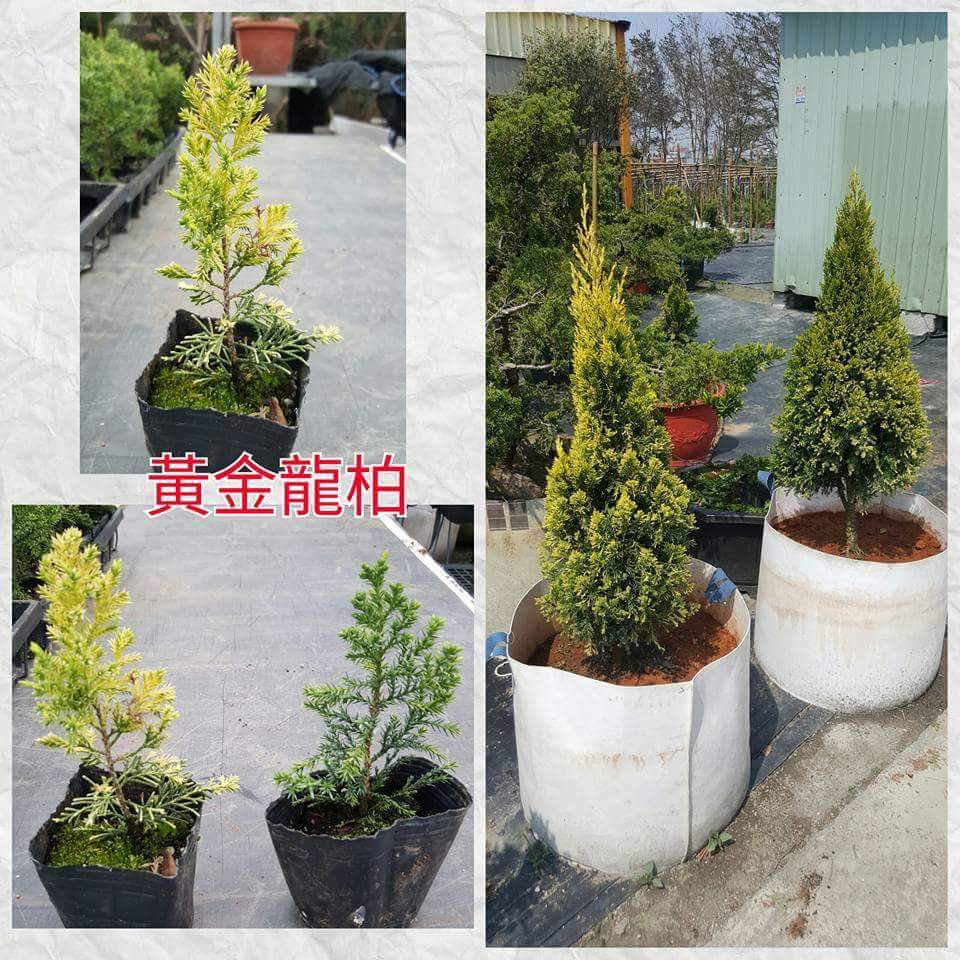 伍寶園藝木藝 黃金龍柏 照顧方式與龍柏同 照陽光面呈黃金色 如金色蟠龍 Facebook