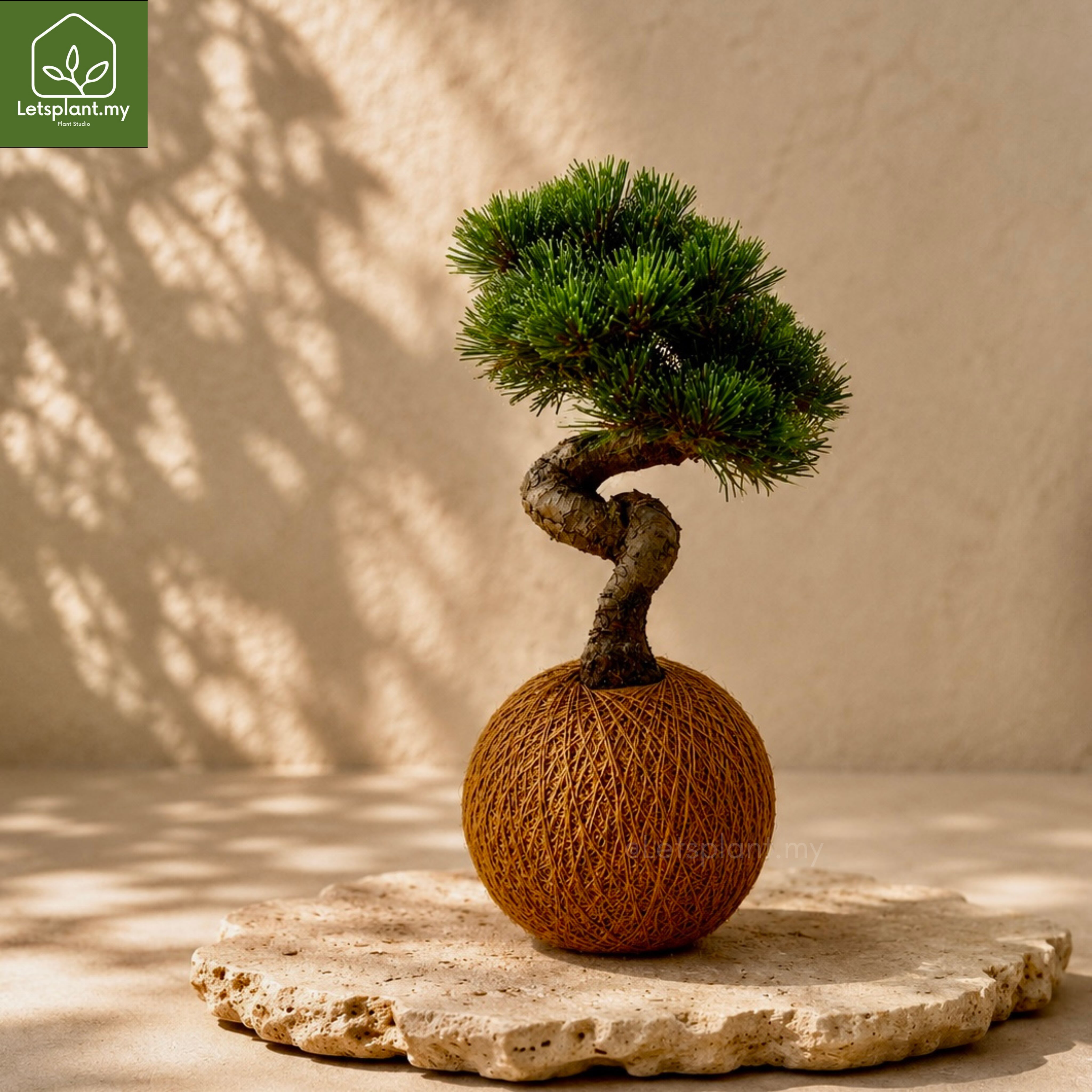 Letsplant.my - Black Pine 黑松盆栽Symbolizes strength, longevity
