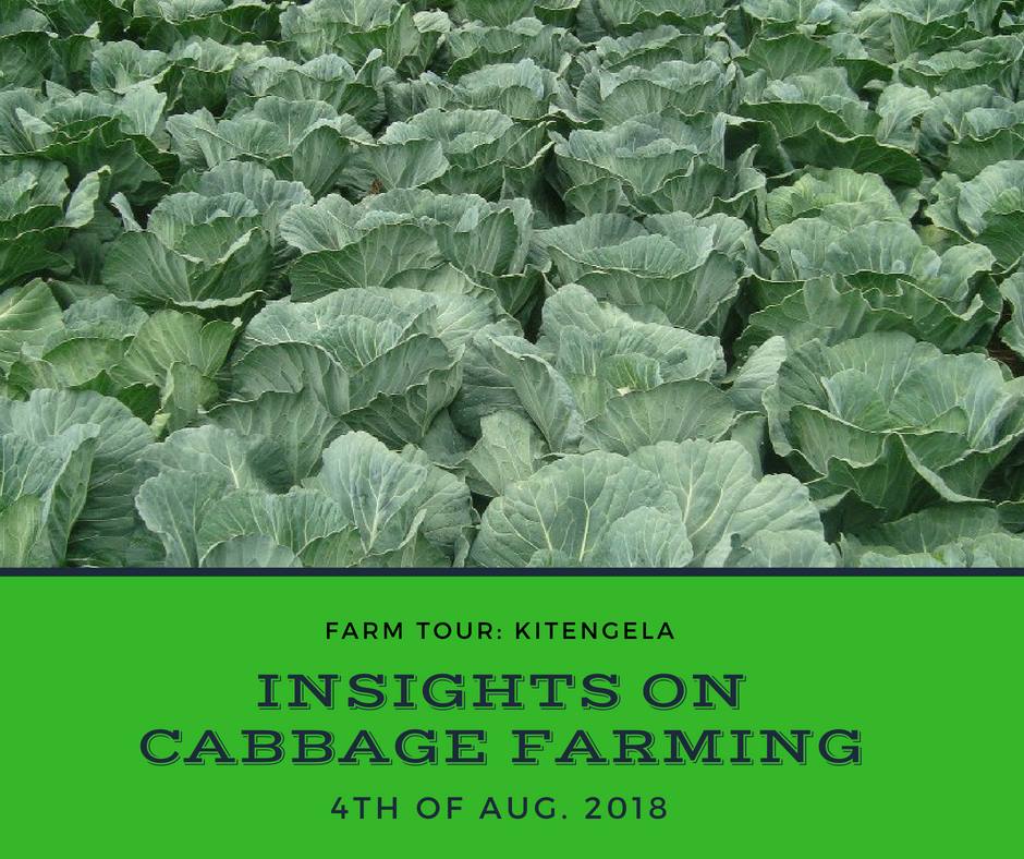 LEARN ABOUT CABBAGE FARMING Here's an... - Agripreneur Africa | Facebook