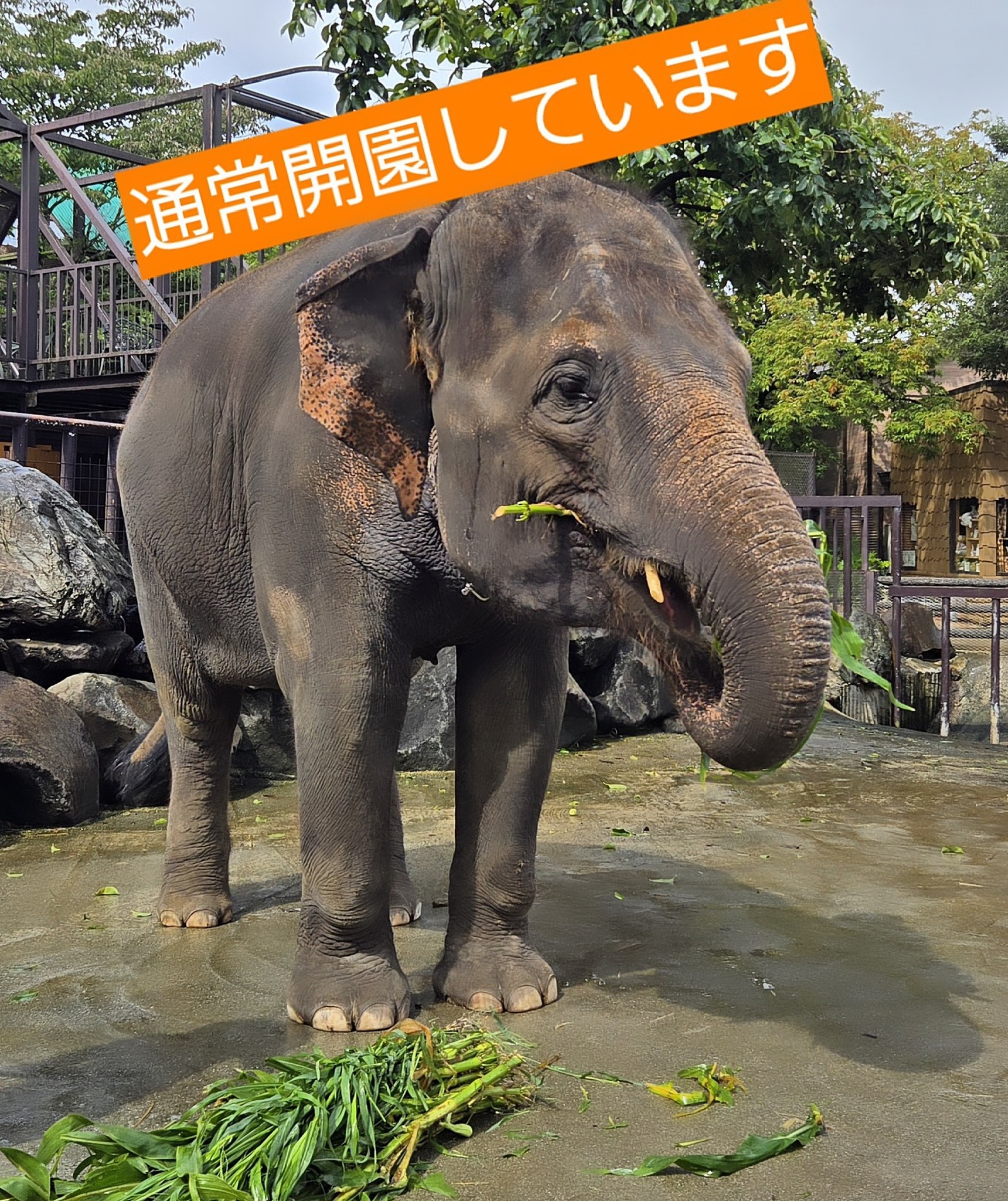 明日1月1日から、ぞうさんショーのお買い物では、ゆめ花とりり香が福袋