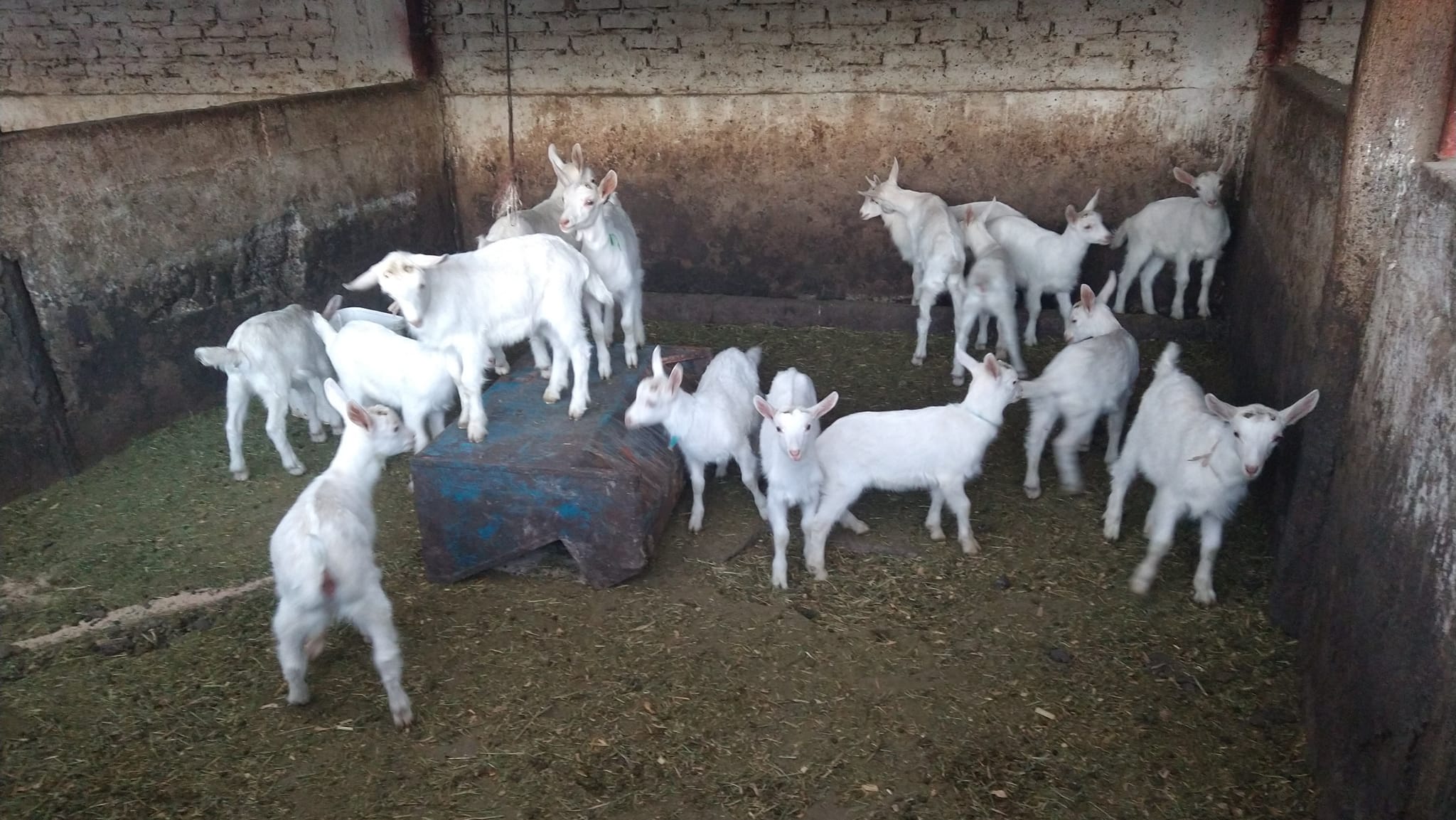 Granja caprina victoria