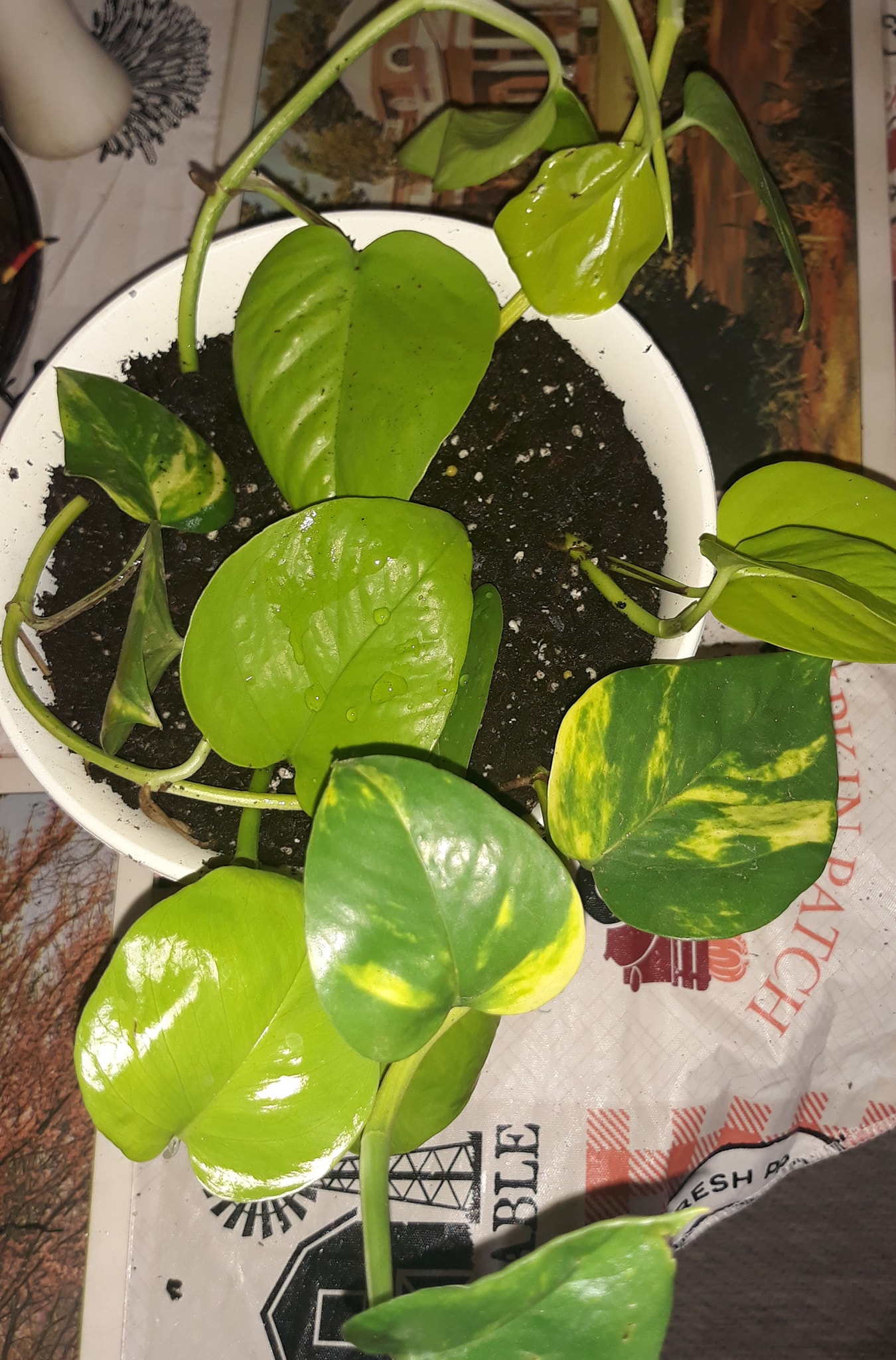 Combining jade and neon pothos plants