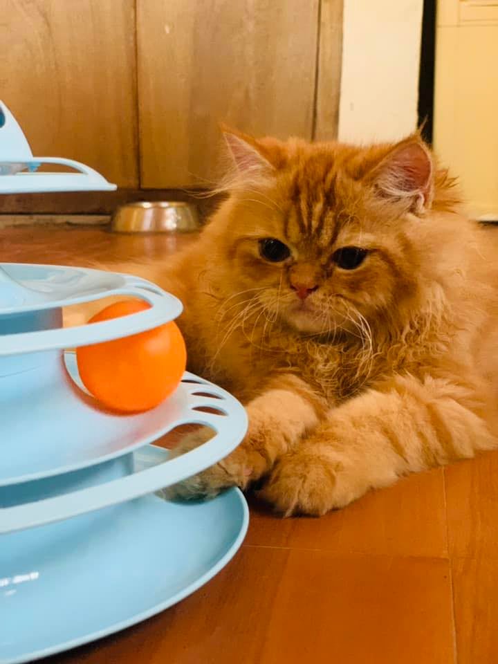 CAT STUD SERVICE BATANGAS AREA | Facebook