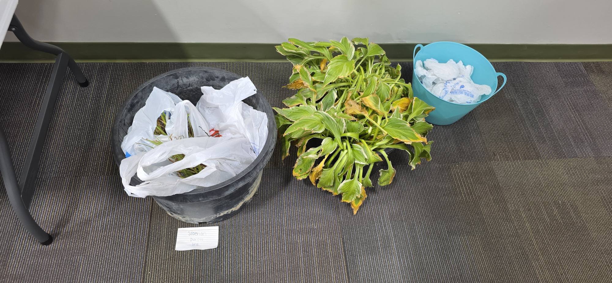 Stop by RARE for free plants and seeds! 18185 Sycamore, Roseville