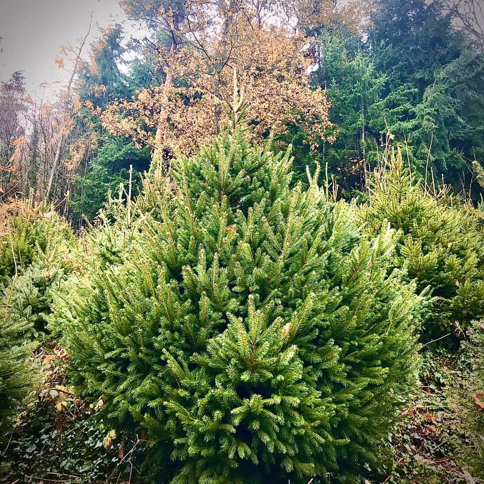 Usk Castle - Our Christmas trees lovingly grown on the Usk... | Facebook