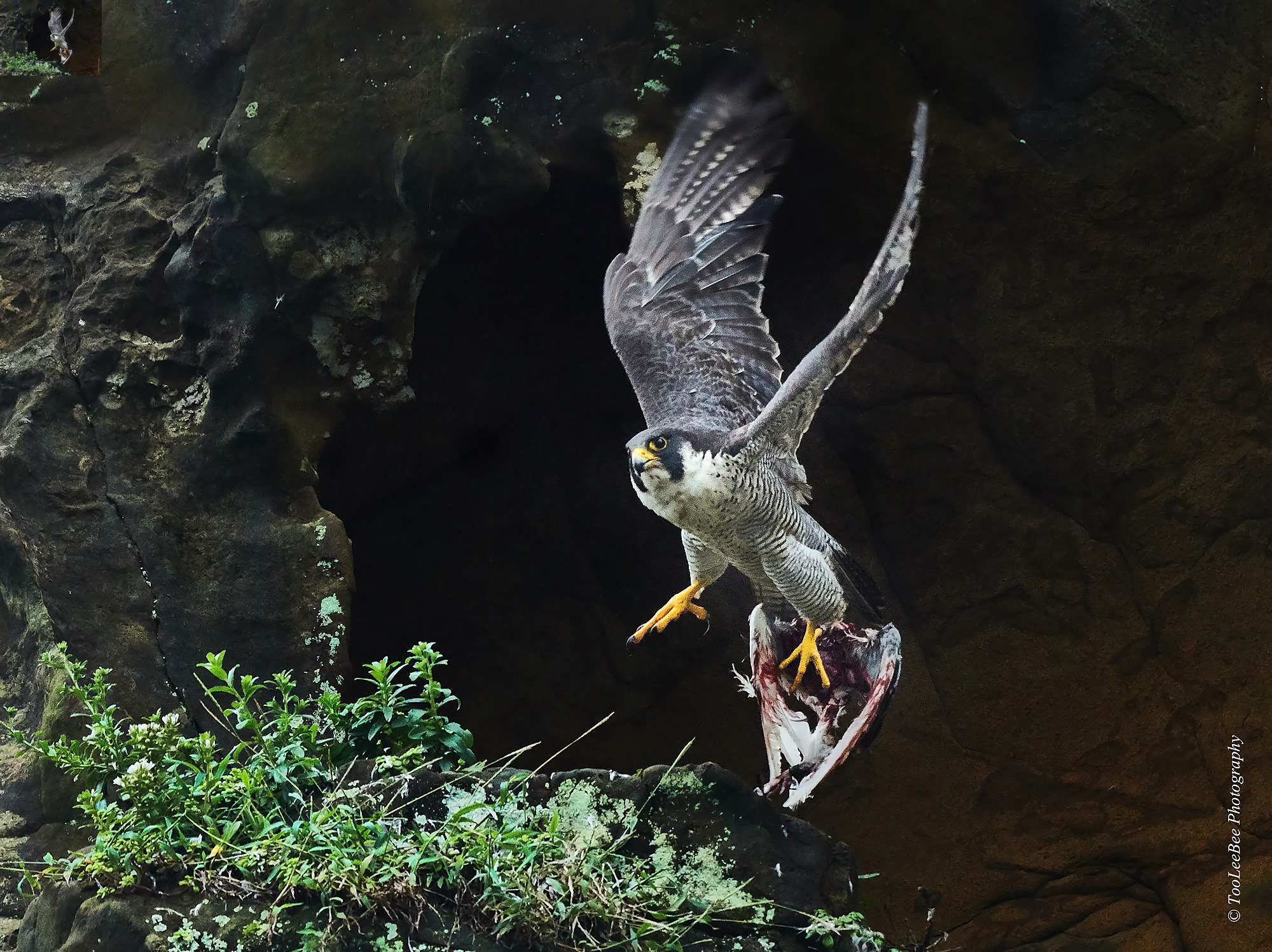 遊隼( Peregrine... - 兔子俾的生態記憶-TooLeeBee Photography