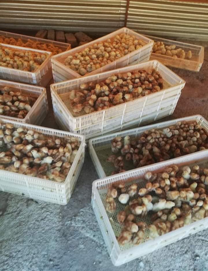 A few 1000s of A... - Peezel Farms 
