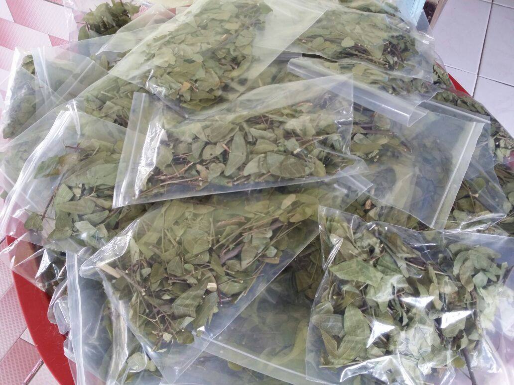 Herba Daun Rerama Hijau added a... - Herba Daun Rerama Hijau