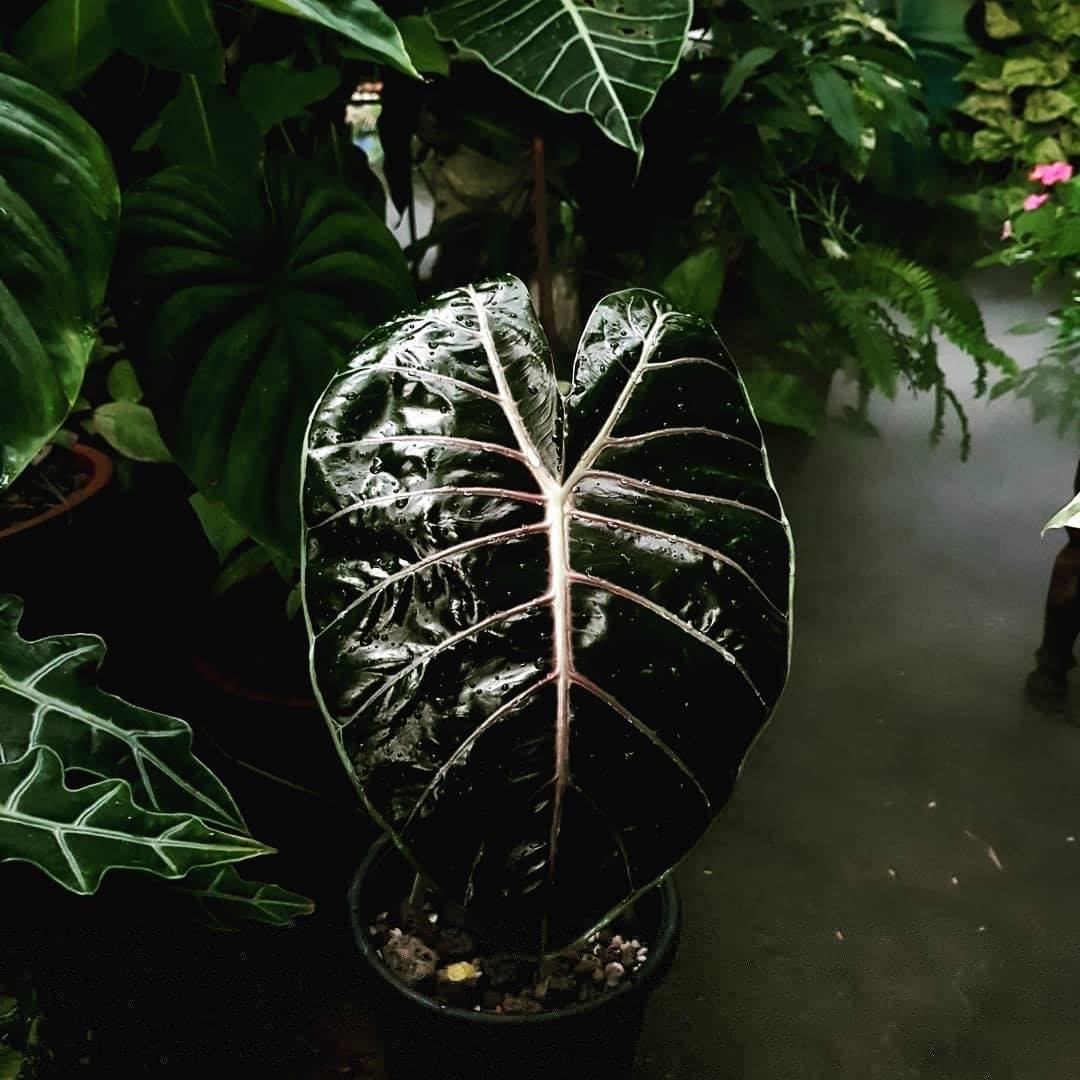 อิน นา garden - เจ้าก้างชมพู Alocasia longiloba red rib...