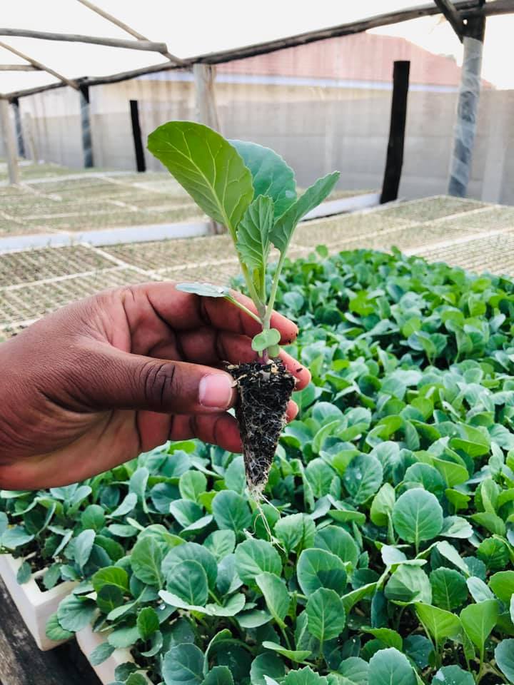 Benlite Seedlings | Harare African Township
