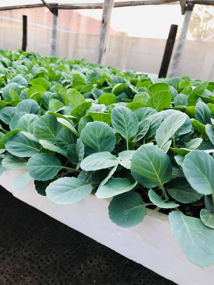 Benlite Seedlings | Harare African Township
